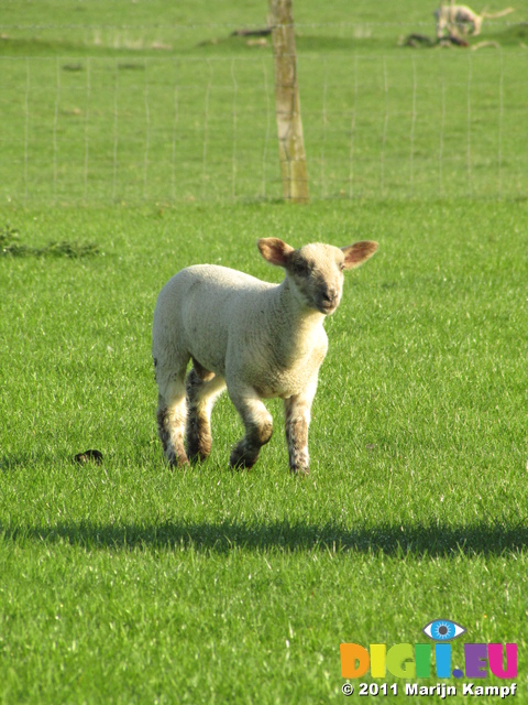 SX18037 Little lamb